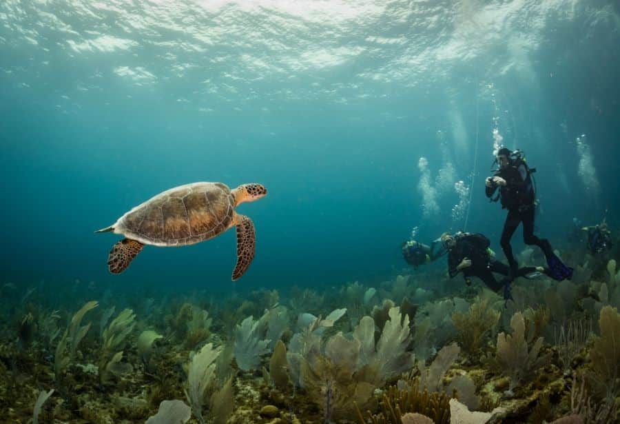 buceo_en_bonaire