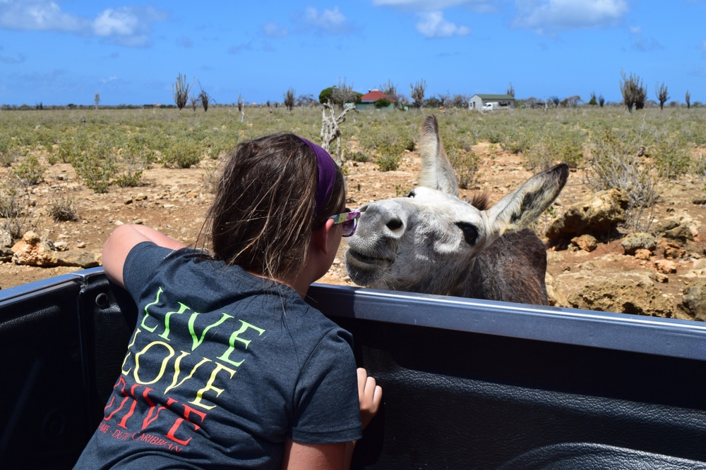 Bonaire Travel Guide 2026: July and August